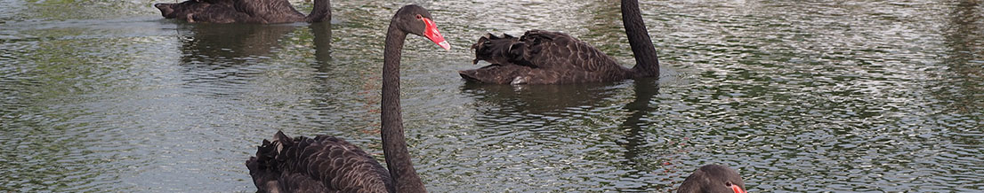 Five Black Swans For 2025